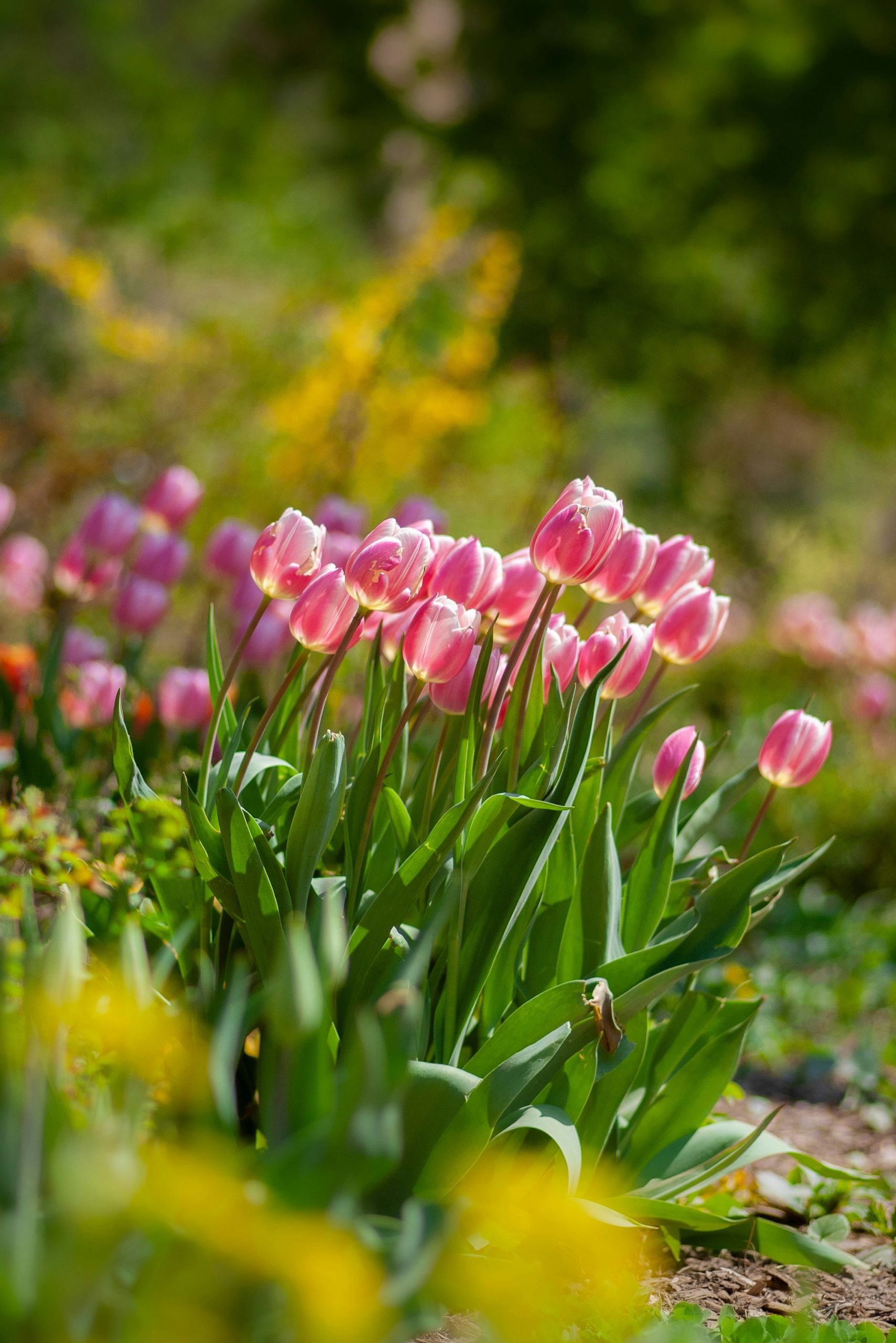 Nos conseils pour préparer votre jardin pour ce printemps